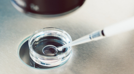 Lernen Sie In-vitro-Techniken kennen